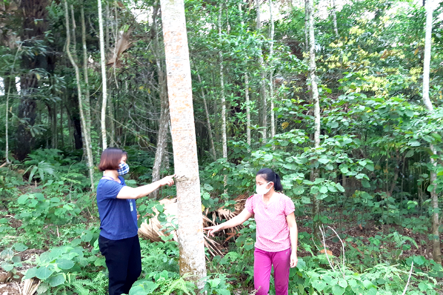 Cán bộ xã Phương Thiện (thành phố Hà Giang) hướng dẫn người dân chăm sóc cây Mỡ.