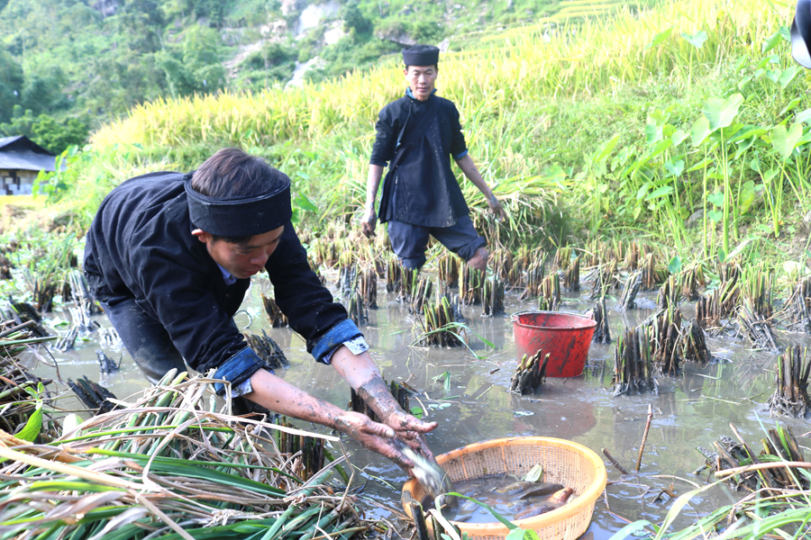 Người La Chí xã Bản Phùng (Hoàng Su Phì) canh tác lúa kết hợp nuôi cá Chép ruộng.