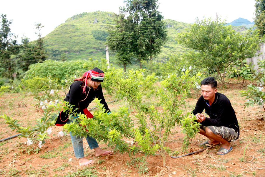 Hộ anh Lý Tà Thí, thôn Nặm Đăm, xã Quản Bạ, huyện Quản Bạ chăm sóc cây mận Tam hoa.                                                                           Ảnh: PHẠM HOAN