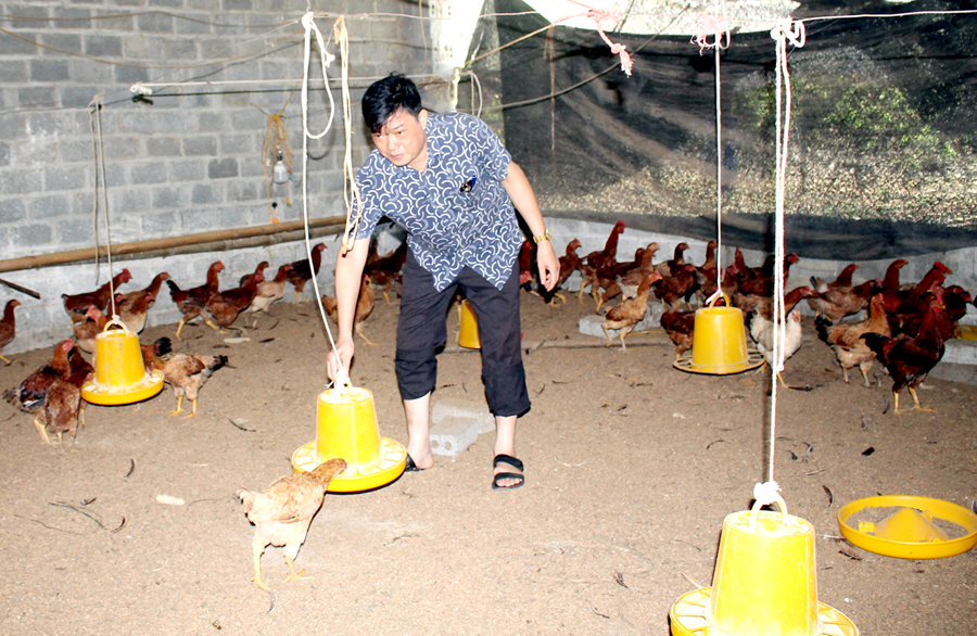Ngoài giờ tham gia công tác xã hội, ông Nguyễn Văn Sên tập trung phát triển kinh tế gia đình.