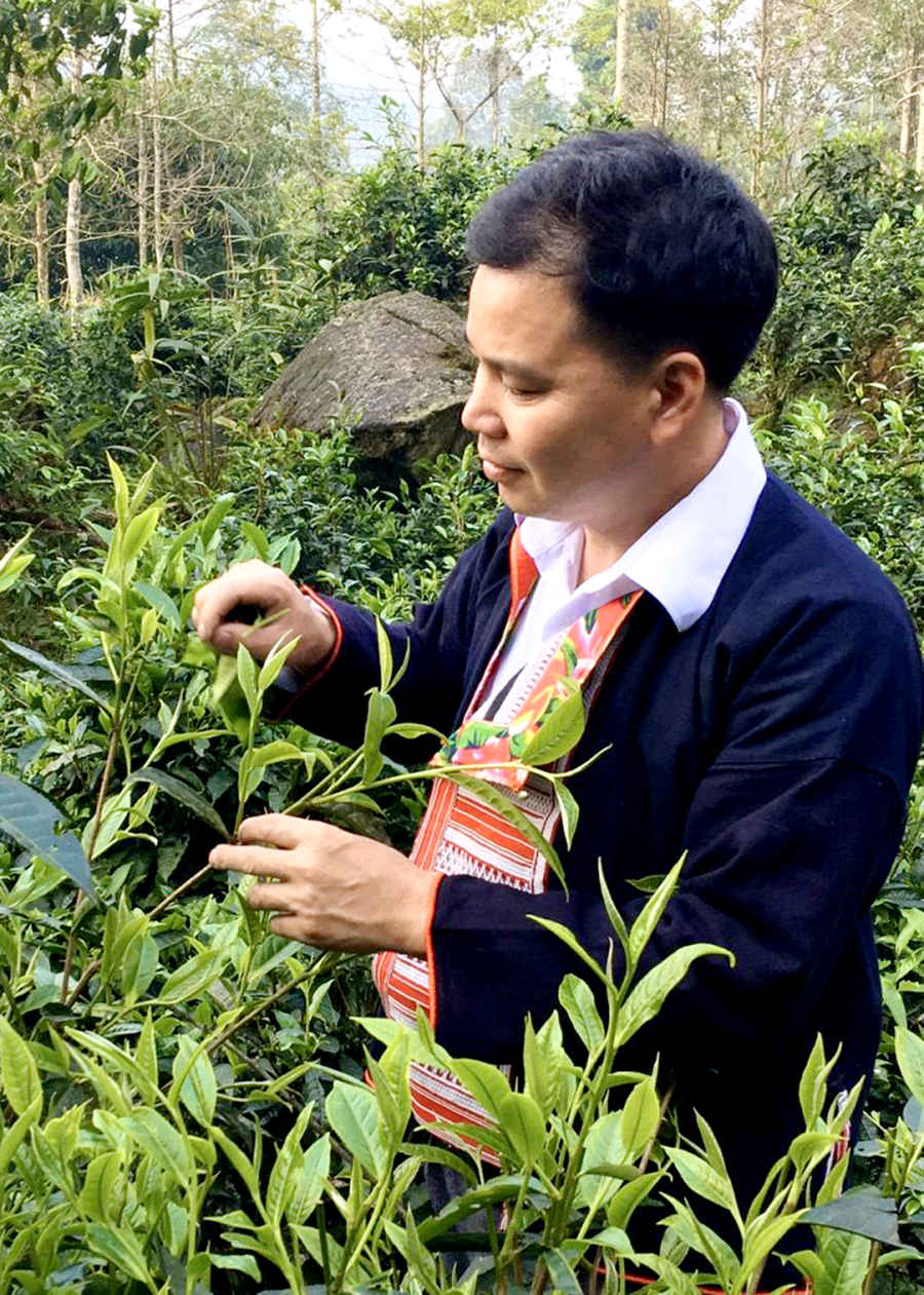  Anh Lý Chàn Tòng hái chè.