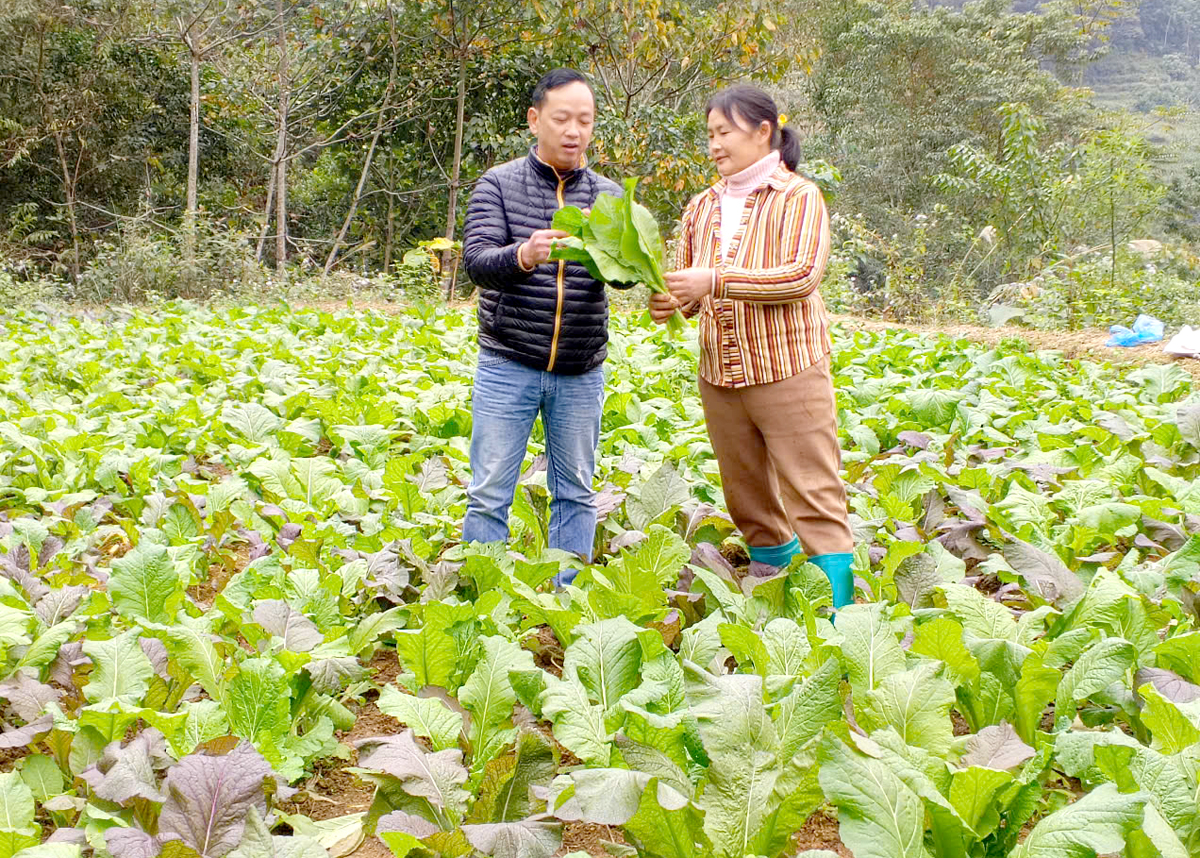 “Đồng ra, đồng vào” từ vườn rau xanh - Báo Tuyên Quang điện tử