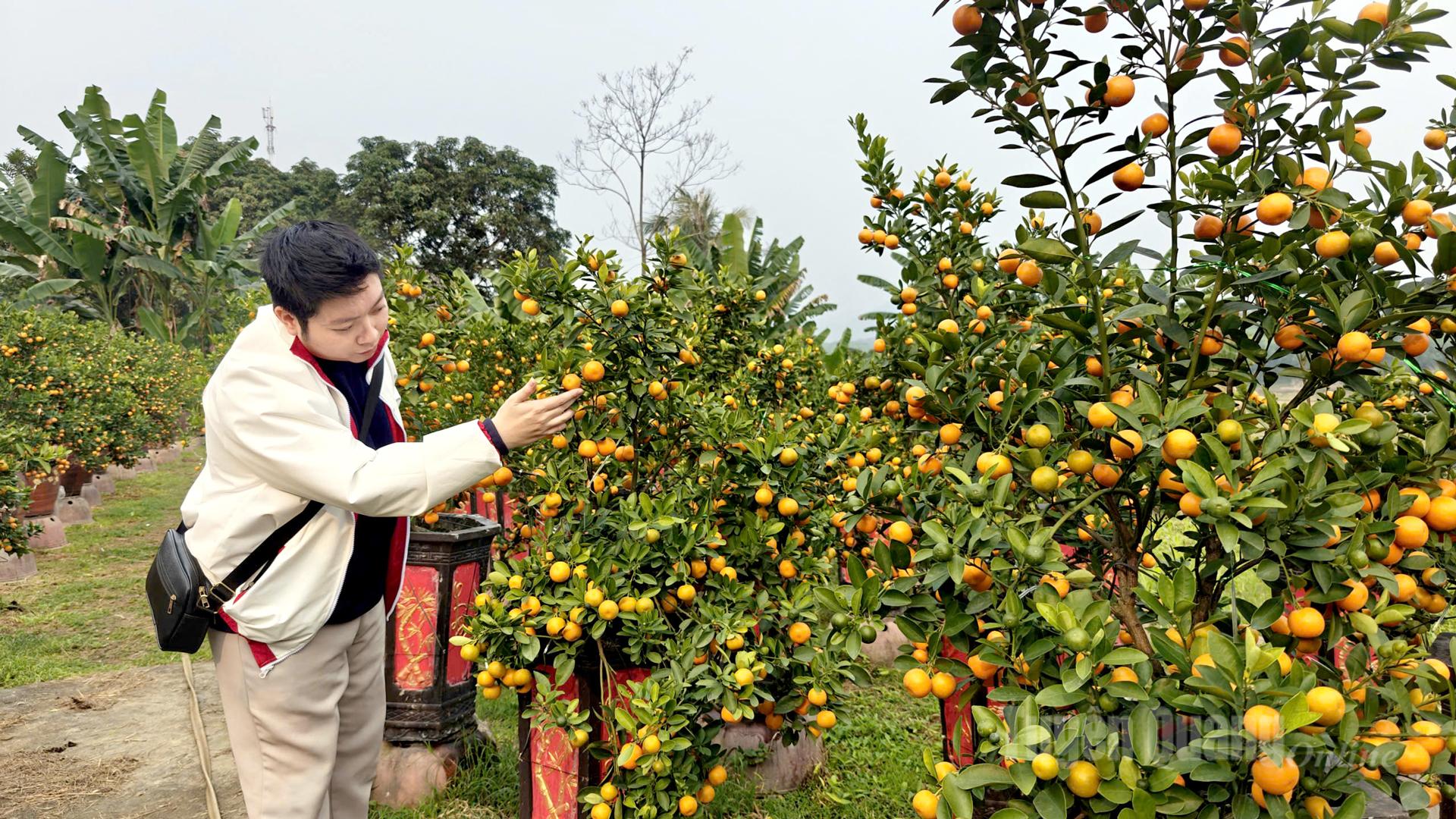 According to farmers, kumquat trees are priced between VND 200,000 and VND 4 million per tree.