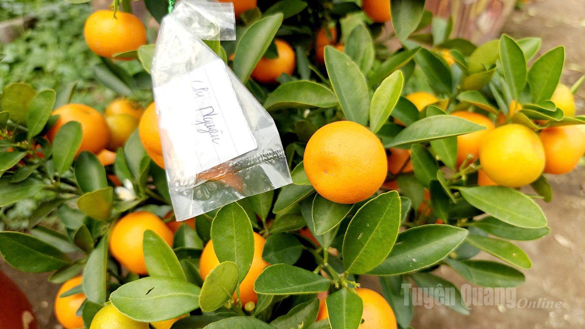 Some trees have already been tagged by customers. From late November of the lunar calendar, many buyers begin placing orders directly at the gardens.