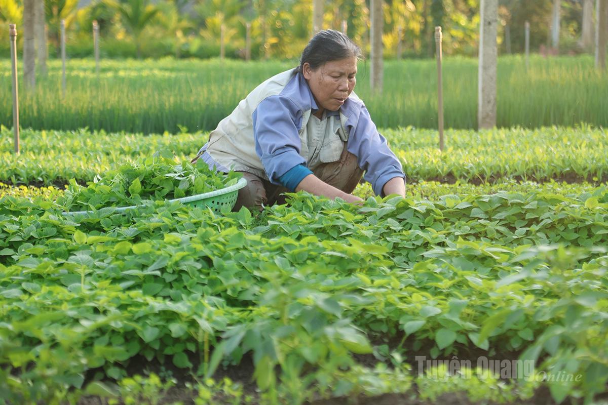 Bà Nguyễn Thị Lợi, tổ dân phố Tân Quang 1, phường Minh Xuân chăm sóc vườn rau gối vụ phục vụ thị trường Tết.