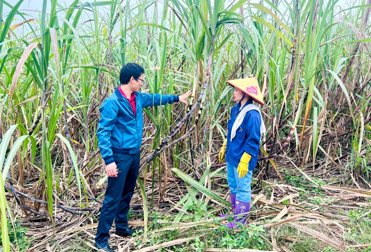 Cán bộ nông vụ Công ty Cổ phần mía đường Sơn Dương hướng dẫn người dân cách thu hoạch giống mía mới.