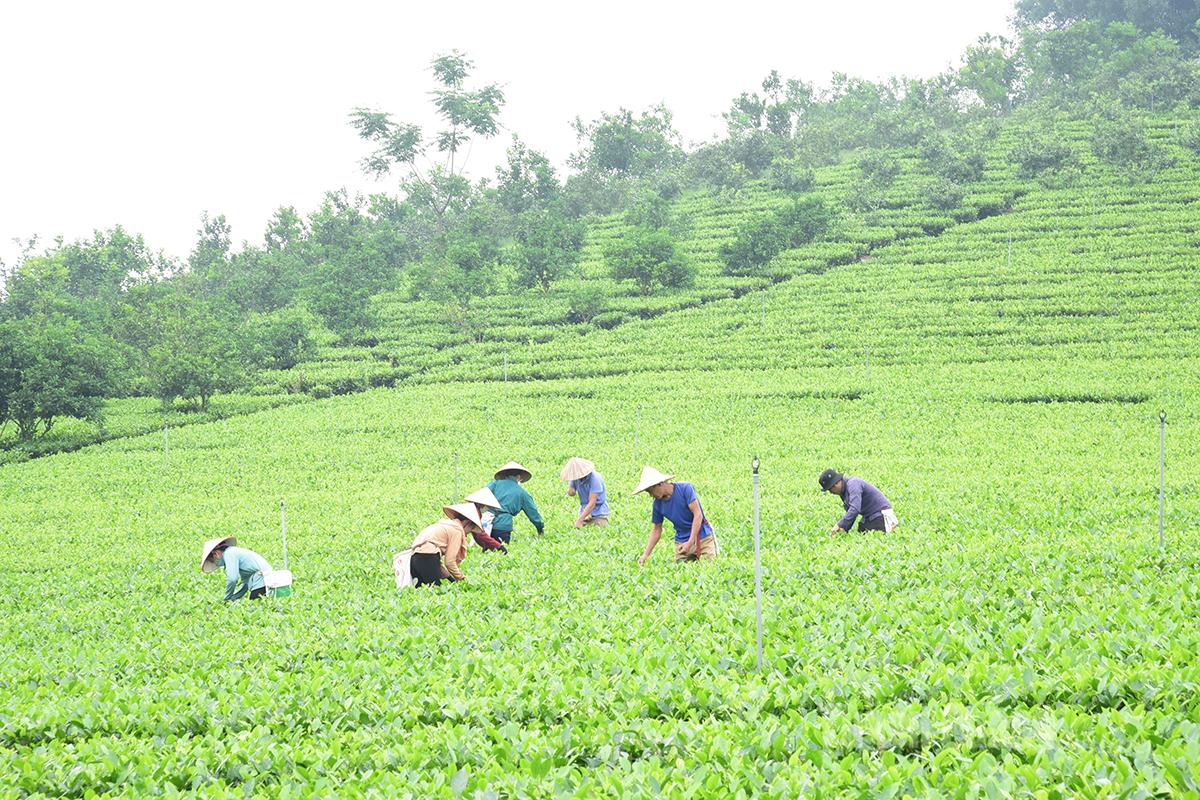 Local people of Ham Yen district harvest the spring tea crop.