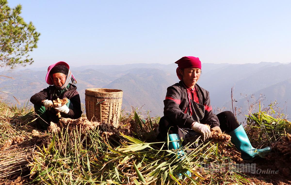 People of Lung Cu Commune joyfully harvest ginger.