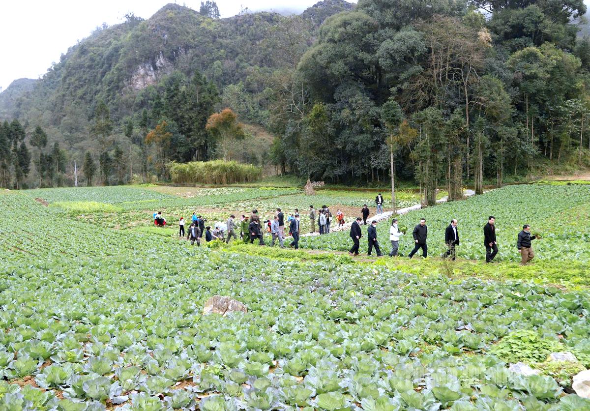  Mô hình cải tạo vườn tạp trồng rau chuyên canh ở thôn Séo Lủng B, xã Sà Phìn đem lại hiệu quả kinh tế cao.