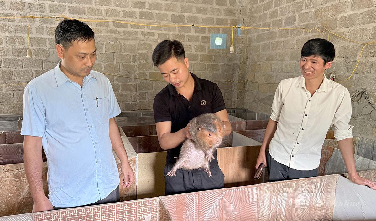 Mô hình nuôi dúi má đào của anh Phùng Văn Cầu (người mặc áo đen) cho thu nhập ổn định.