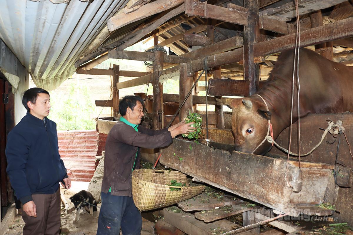 Chăn nuôi bò vỗ béo giúp người dân xã Khâu Vai nâng cao thu nhập.