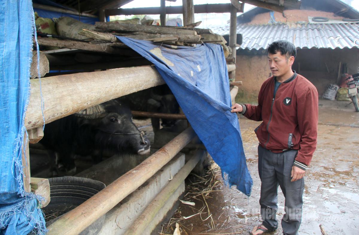 Bảo vệ đàn vật nuôi trong giá rét