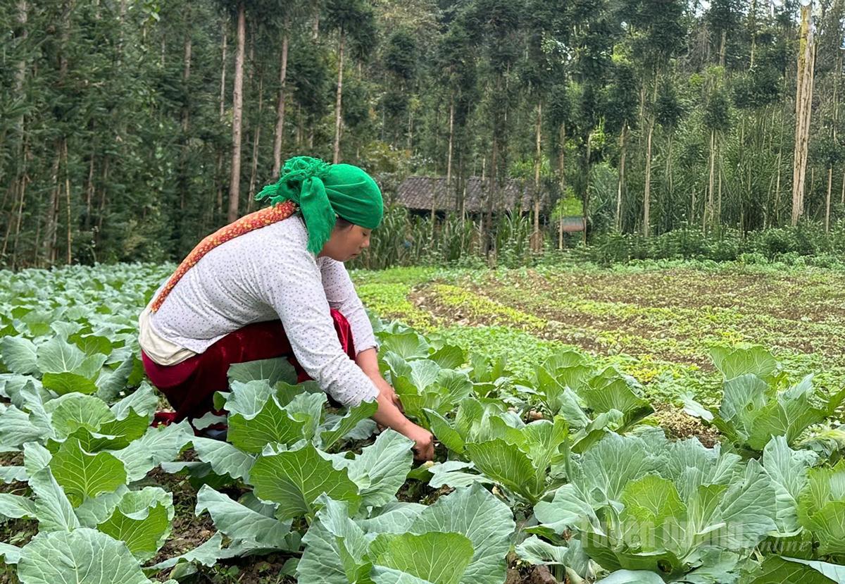 Người dân xã Sà Phìn chăm sóc vườn rau của gia đình góp phần nâng cao thu nhập.