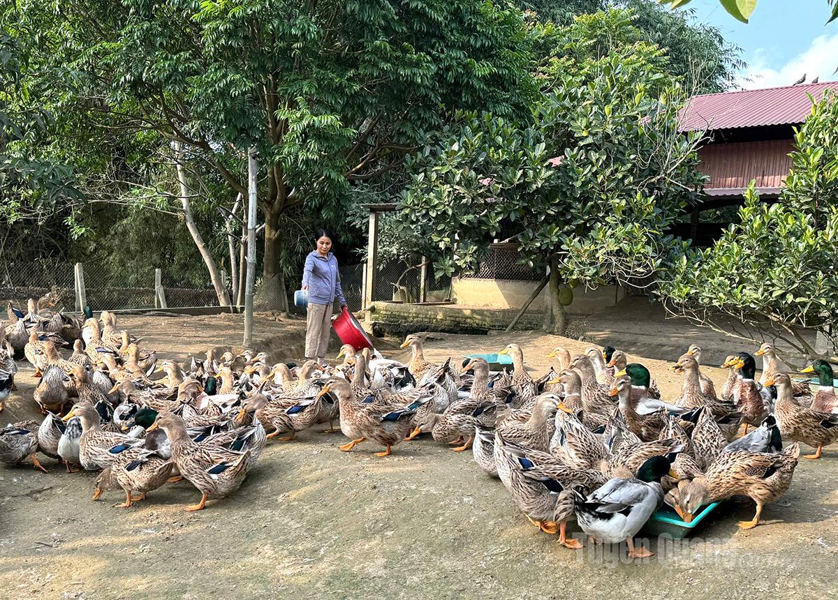 Pham Thi Van taking care of her family’s poultry flock.