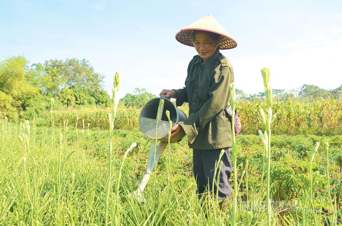 To produce abundant blooms, tuberose plants require regular care, especially maintaining adequate moisture.