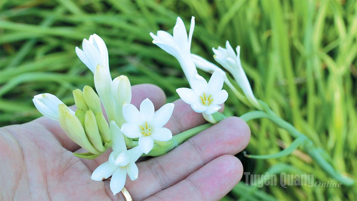 The pure white tuberose blossoms are the crystallization of the hard work and tireless efforts of people in Residential Group 14, Minh Xuan Ward.