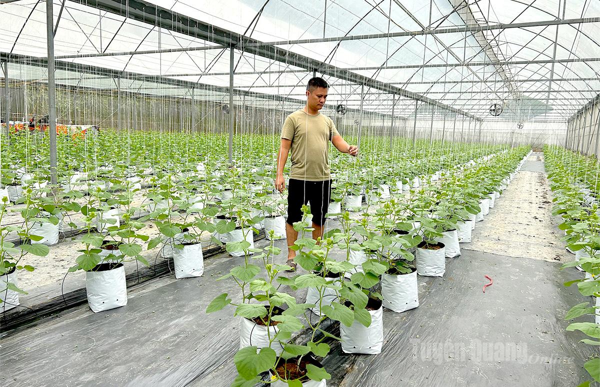 Mô hình trồng dưa lưới nhà màng của thanh niên Nguyễn Việt Lâm, xã Tân Thanh thu lãi gần 1 tỷ đồng mỗi năm.