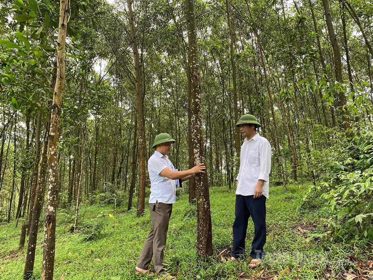 Rừng sản xuất của Công ty lâm nghiệp Sơn Dương được cấp chứng chỉ trồng rừng bền vững (FSC).