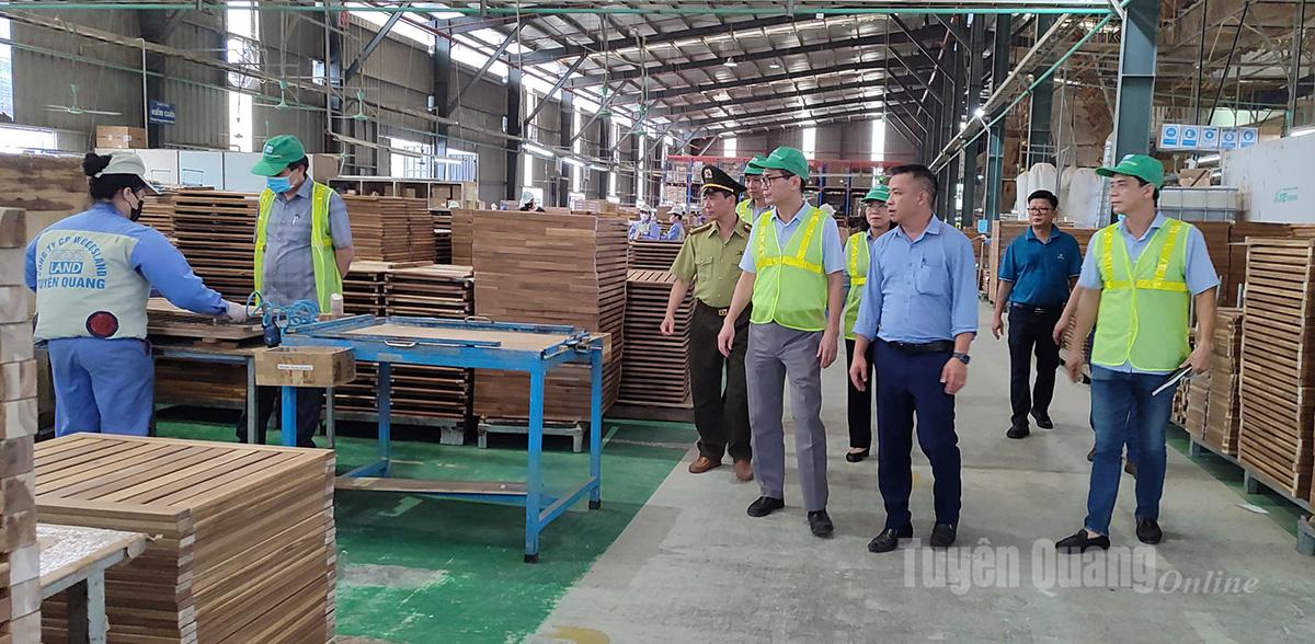 Công ty Cổ phần Woodsland Tuyên Quang một trong những doanh nghiệp hàng đầu đầu tư vào sản xuất chế biến gỗ rừng trồng.