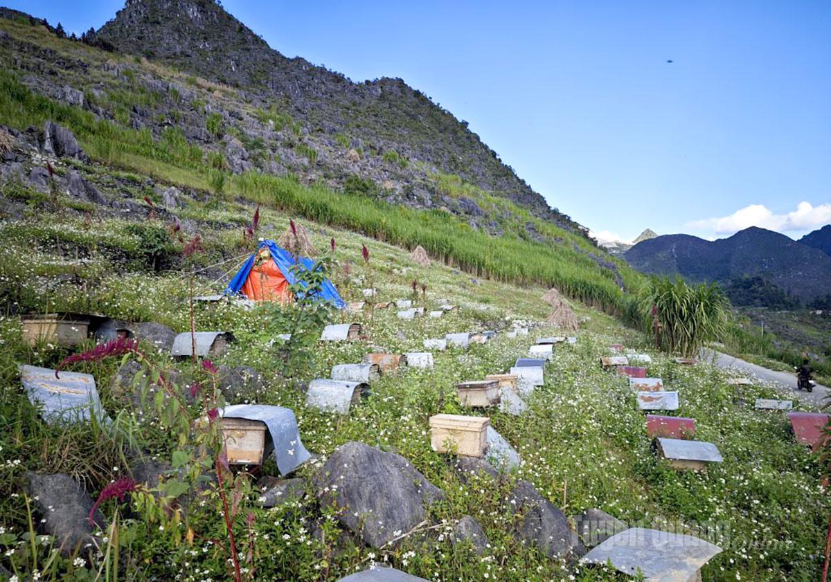 Beekeeping areas are arranged along rocky mountain slopes, where conditions are favorable for bees to forage on endemic mint flowers.