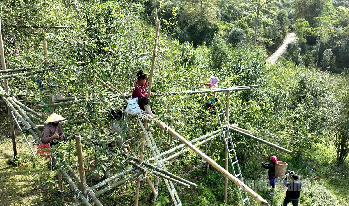 Members of Ho Thau Tea Cooperative harvest tea in strict compliance with technical procedures for each tea category.