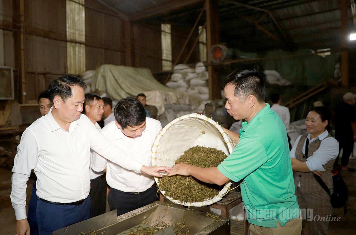 Lãnh đạo xã Hồ Thầu kiểm tra chất lượng các sản phẩm chè tại HTX chè Hồ Thầu.