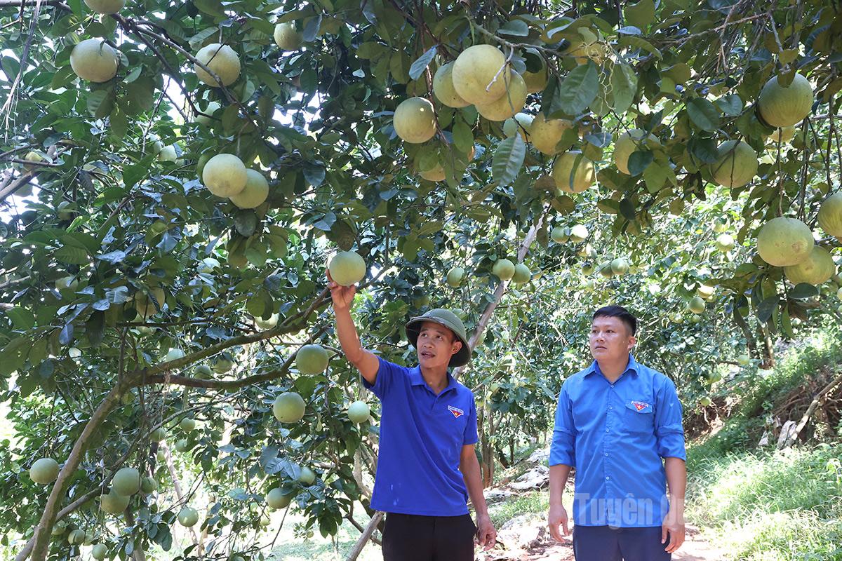 Anh Nguyễn Xuân Lý (bên trái) hiện là chủ sở hữu trang trại bưởi lớn bậc nhất xã Xuân Vân.
