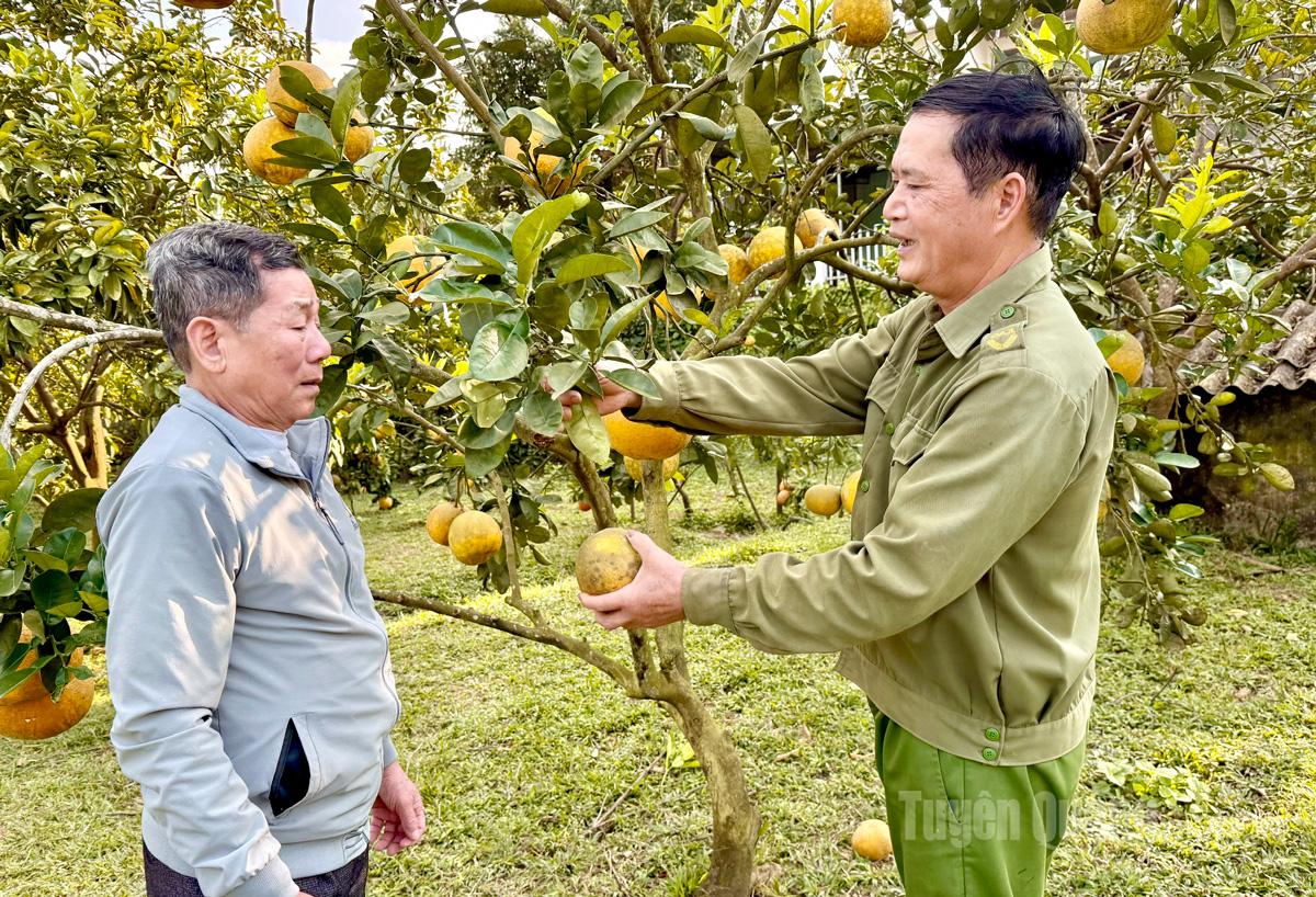 CCB Lý Ngọc Sơn, tổ dân phố Kim Phú 21, phường Minh Xuân phát triển kinh tế từ trồng cây ăn quả tổng hợp.