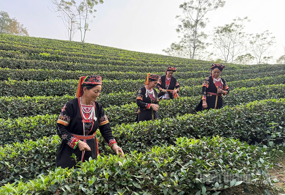 Phụ nữ Dao quần trắng ở Đá Bàn trong trang phục truyền thống hàng ngày.