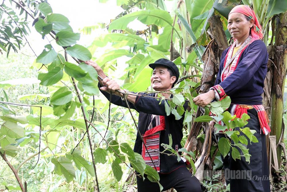 Cây “Sa kiêu” là
nguyên liệu không thể thiếu để làm giấy Bản.