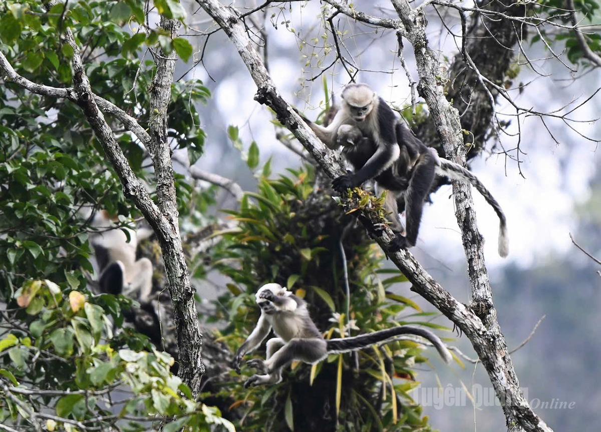 A significant number of juvenile monkeys were recorded, indicating a stable and positive population development of the species in Khau Ca Forest.