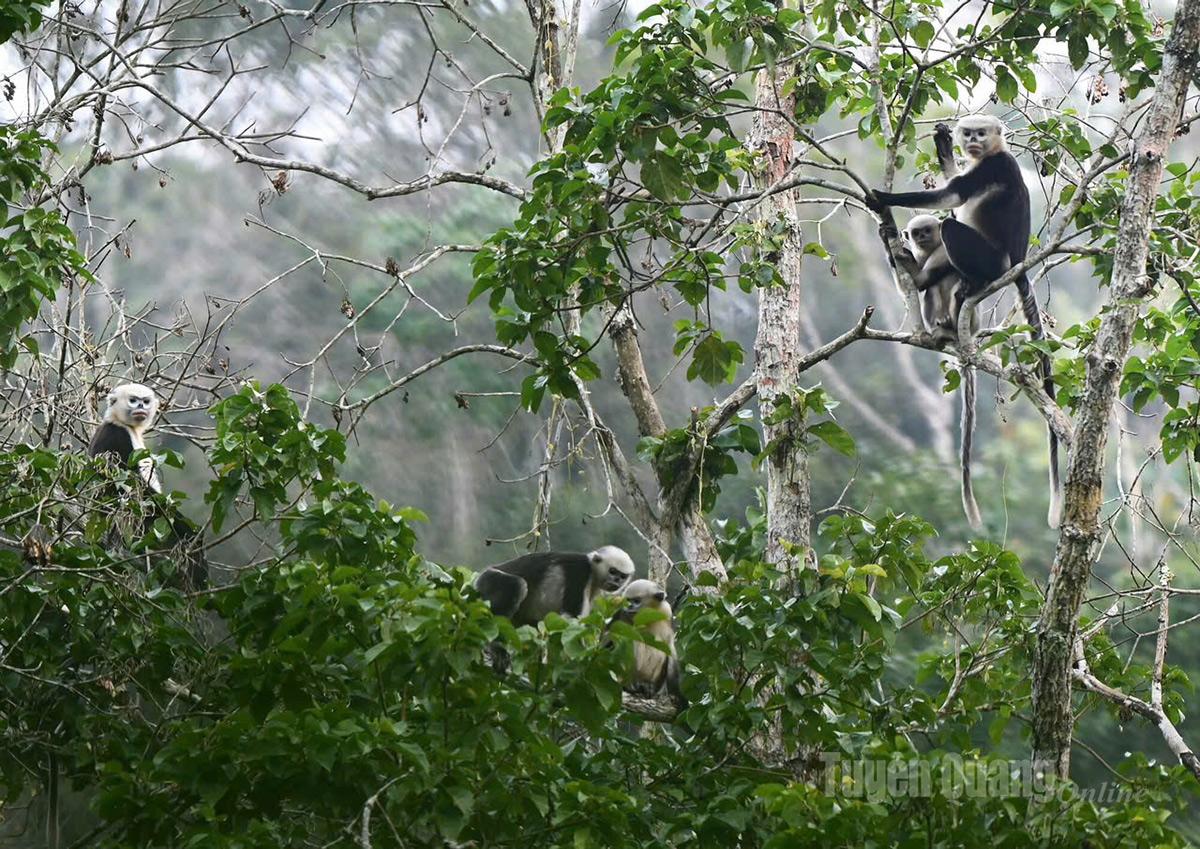 Currently, Tuyen Quang is the only province in Vietnam where the Tonkin snub-nosed monkey is still confirmed to exist and thrive.