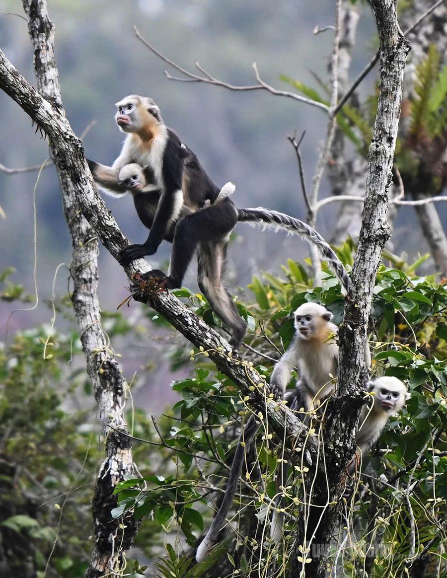 Conservation efforts for the Tonkin snub-nosed monkey are being intensified by Tuyen Quang Province in cooperation with organizations such as FFI.