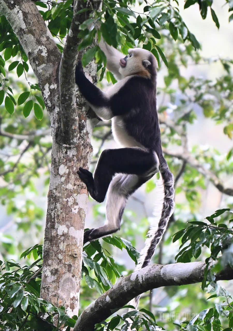 Any acts of encroachment, hunting, or harm to this extremely rare species will be strictly dealt with in accordance with the law.