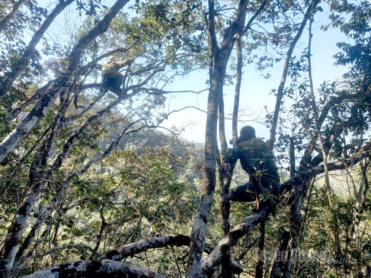 Survey officers photograph Tonkin snub-nosed monkeys in the wild.