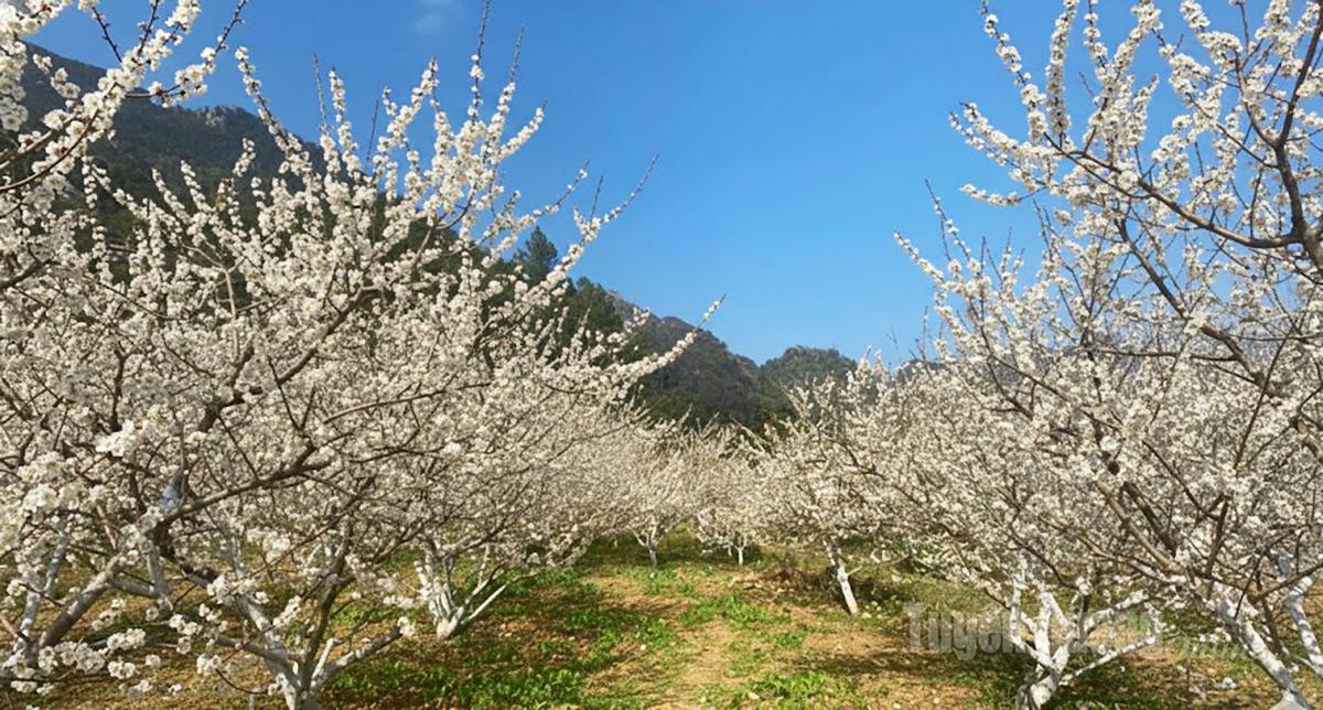 Across the hills of Quan Din Ngai, a vast expanse of pure white plum blossoms has blanketed the region.