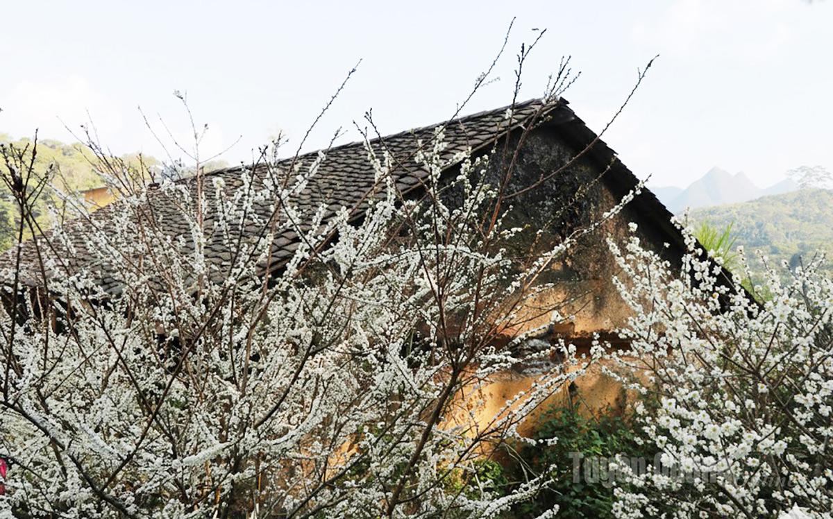 The distinctive white plum blossoms flourish next to the rammed-earth houses.