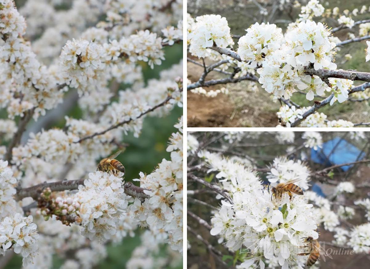 Blooming white flowers stand out against the green leaf buds.