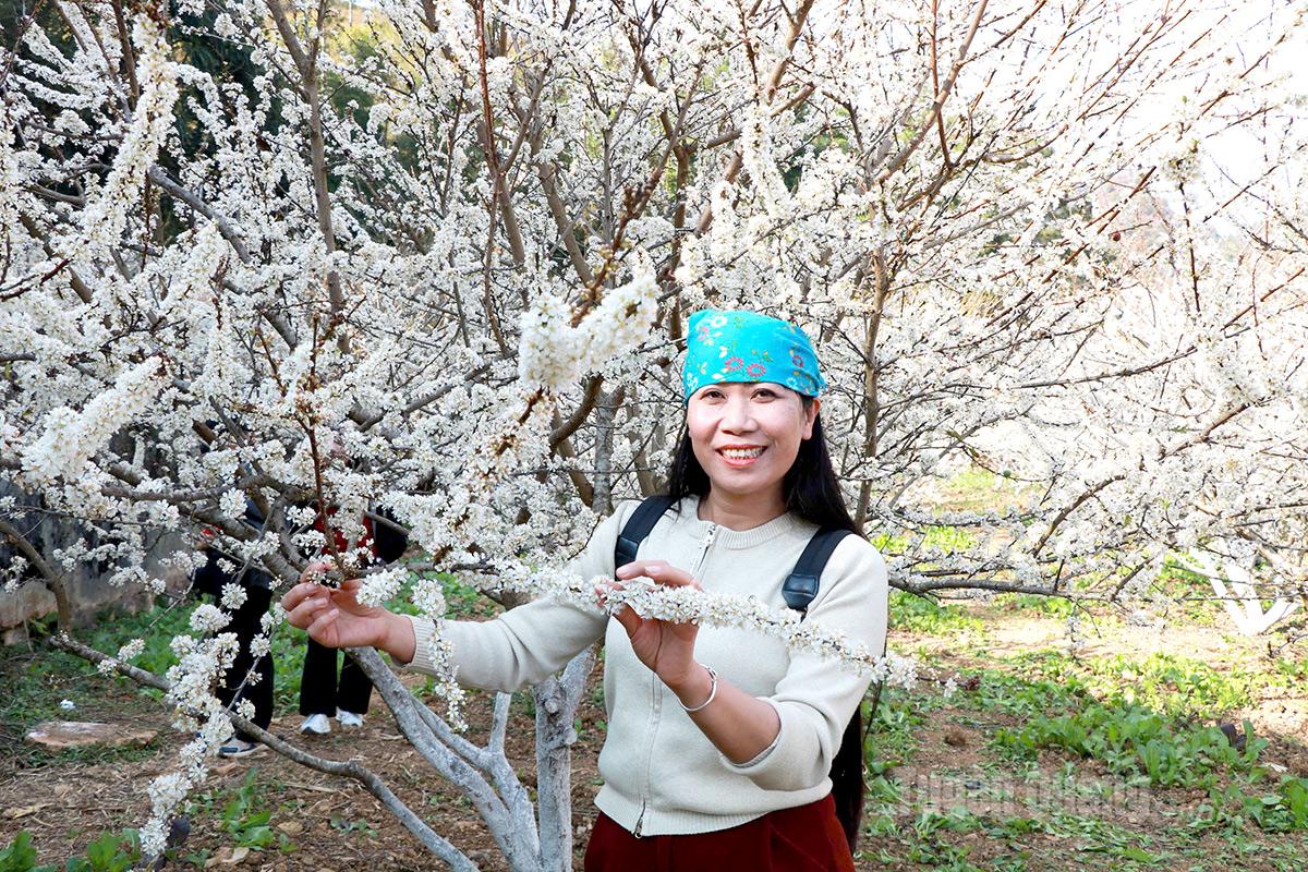 Plum gardens across the Quan Din Ngai welcome visitors from near and far.