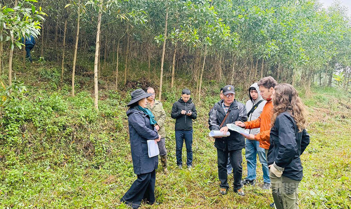 Các chuyên gia đánh giá mô hình thử nghiệm cải thiện trồng rừng gỗ lớn tại xã Trung Sơn