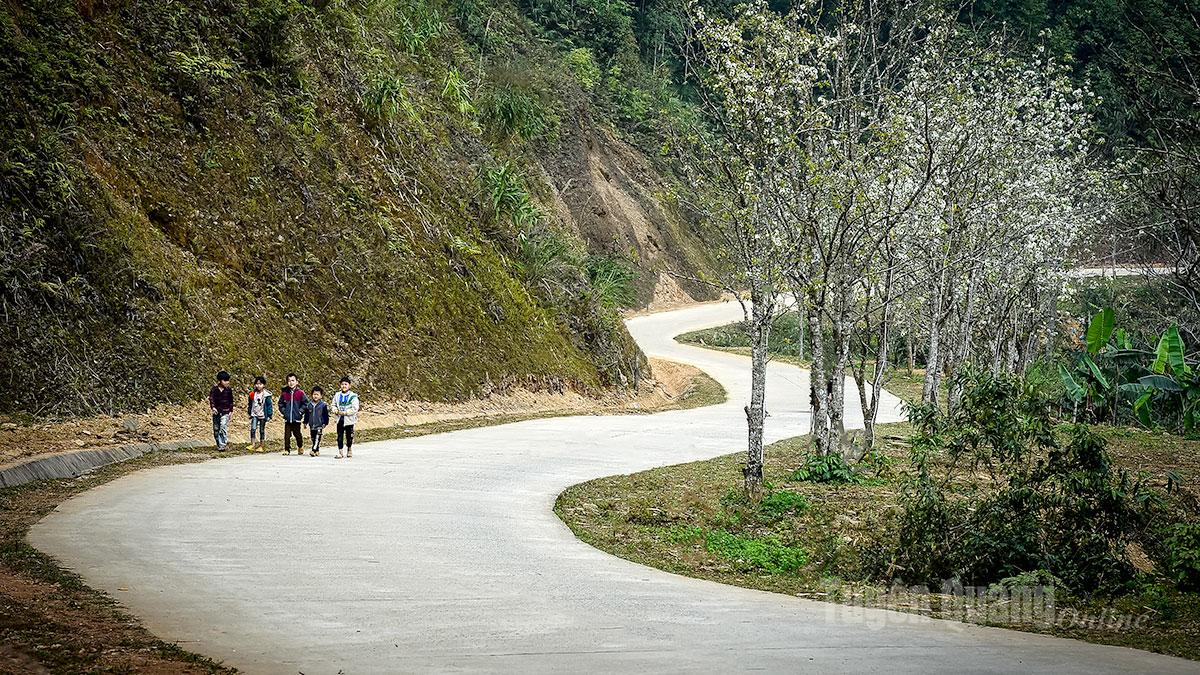 Con đường hoa lê xã Hồng Thái.