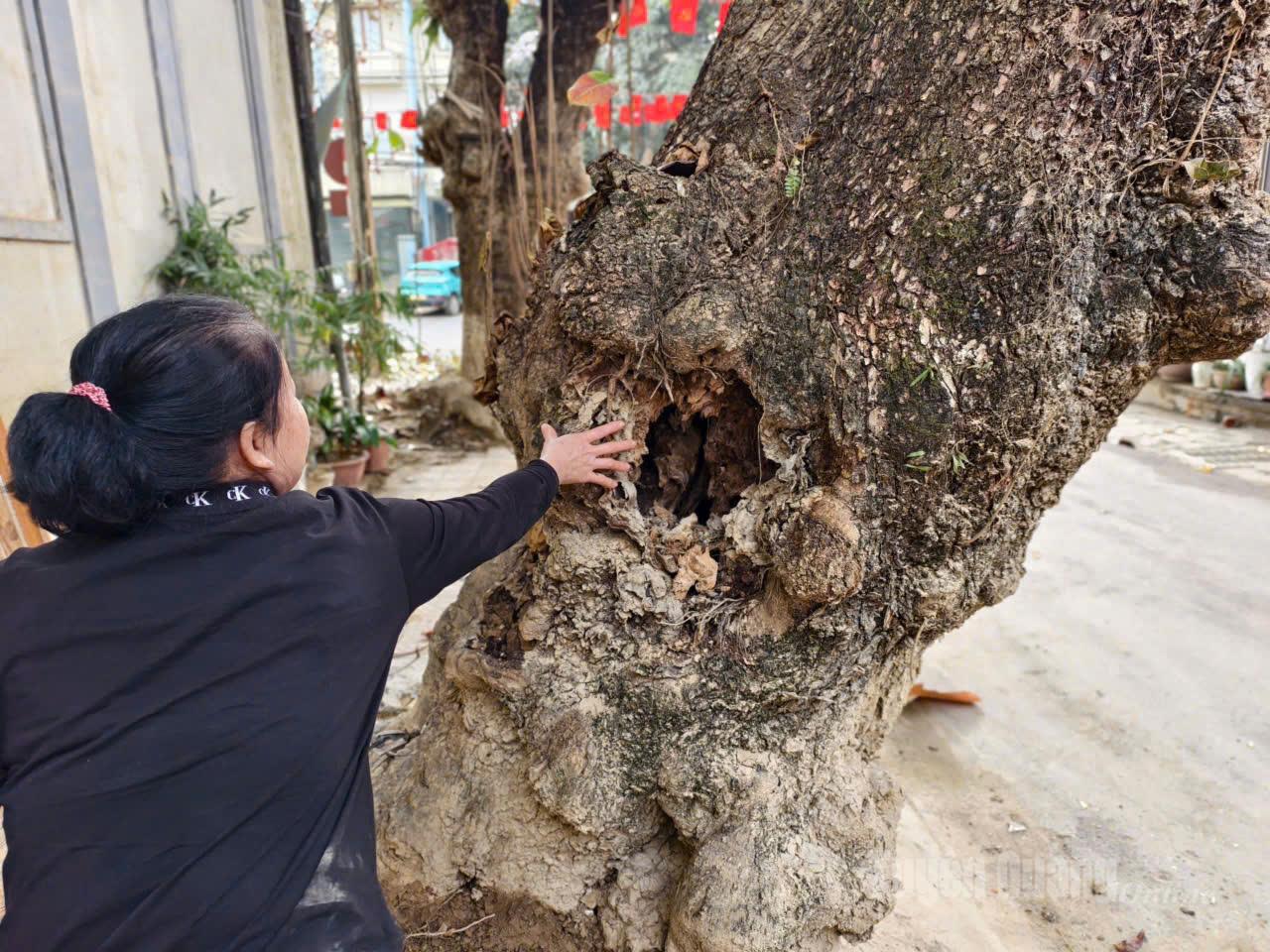 Cây bàng lớn bị ruỗng, mục gốc trên phố Cao Bá Quát, tổ 7, phường Hà Giang 1.