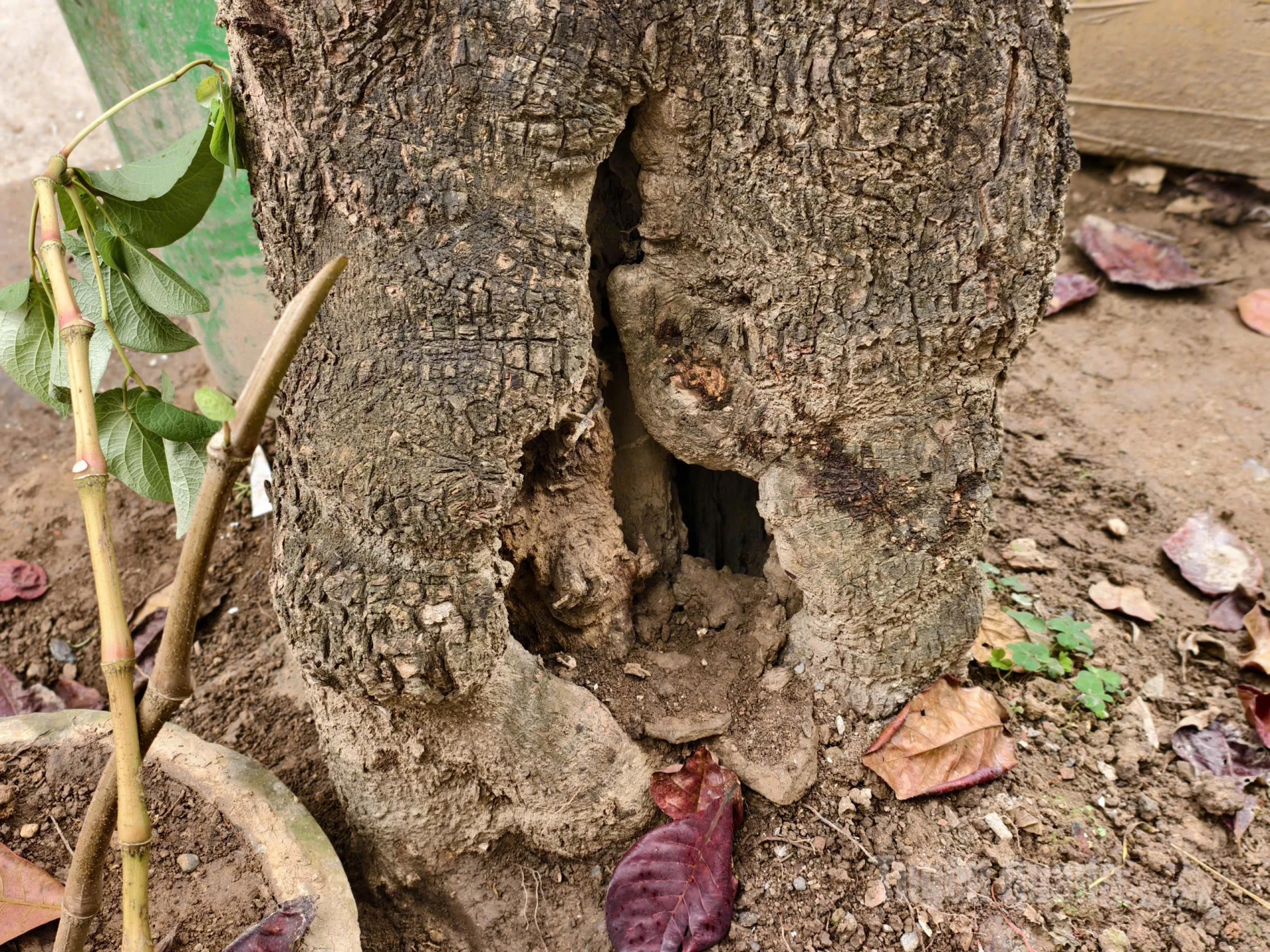 Cây bàng nhỏ hơn trên tuyến phố cũng bị ruỗng, mục gốc và ngày càng ruỗng hơn, có nguy cơ mất an toàn đối với người dân.