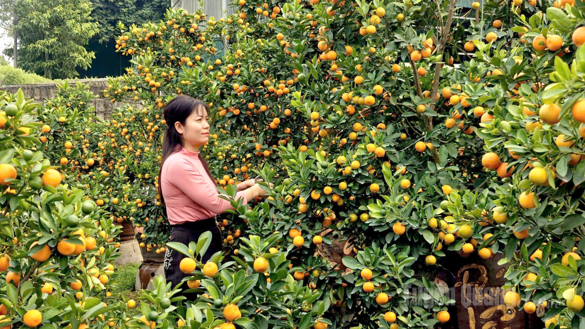 A kumquat garden owned by Le Thi Huong in Co Ngua Residential Group, An Tuong Ward.