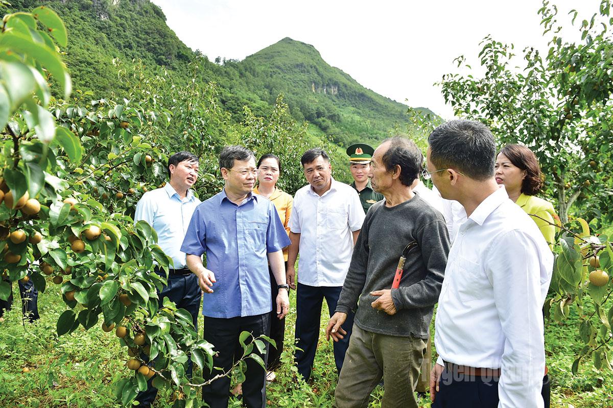 Đồng chí Chủ tịch HĐND tỉnh Nguyễn Văn Sơn và đoàn công tác của HĐND tỉnh khảo sát mô hình trồng lê nâng cao thu nhập tại xã Phố Bảng.