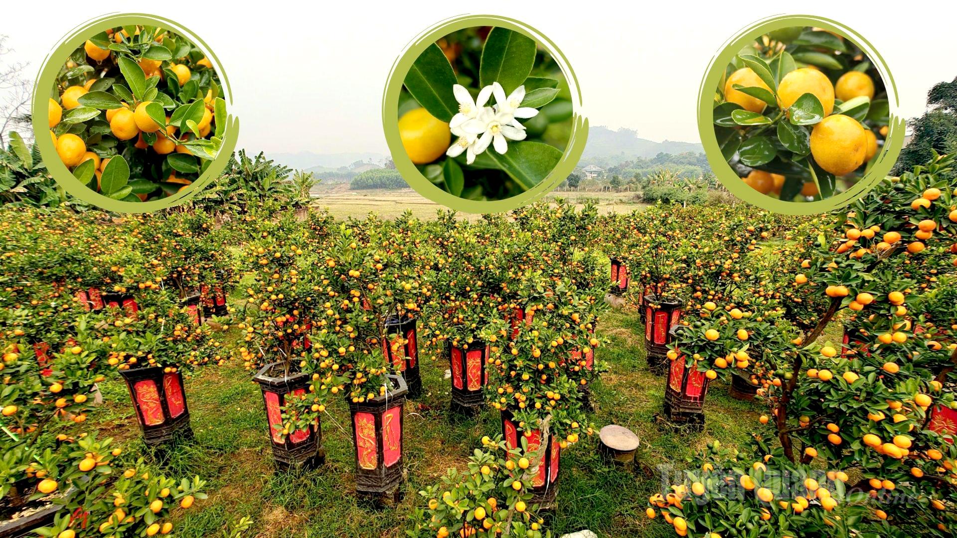 With more than 1,300 kumquat pots, Huong’s family opened the garden for sale from the beginning of the twelfth lunar month to meet customer demand.