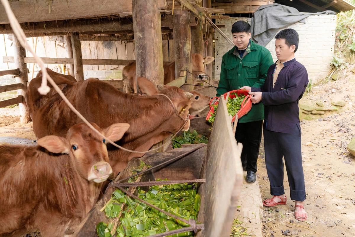 Mô hình chăn nuôi bò của người dân thôn Pố Lồ, xã Thàng Tín mang lại nguồn thu nhập ổn định cho người dân.