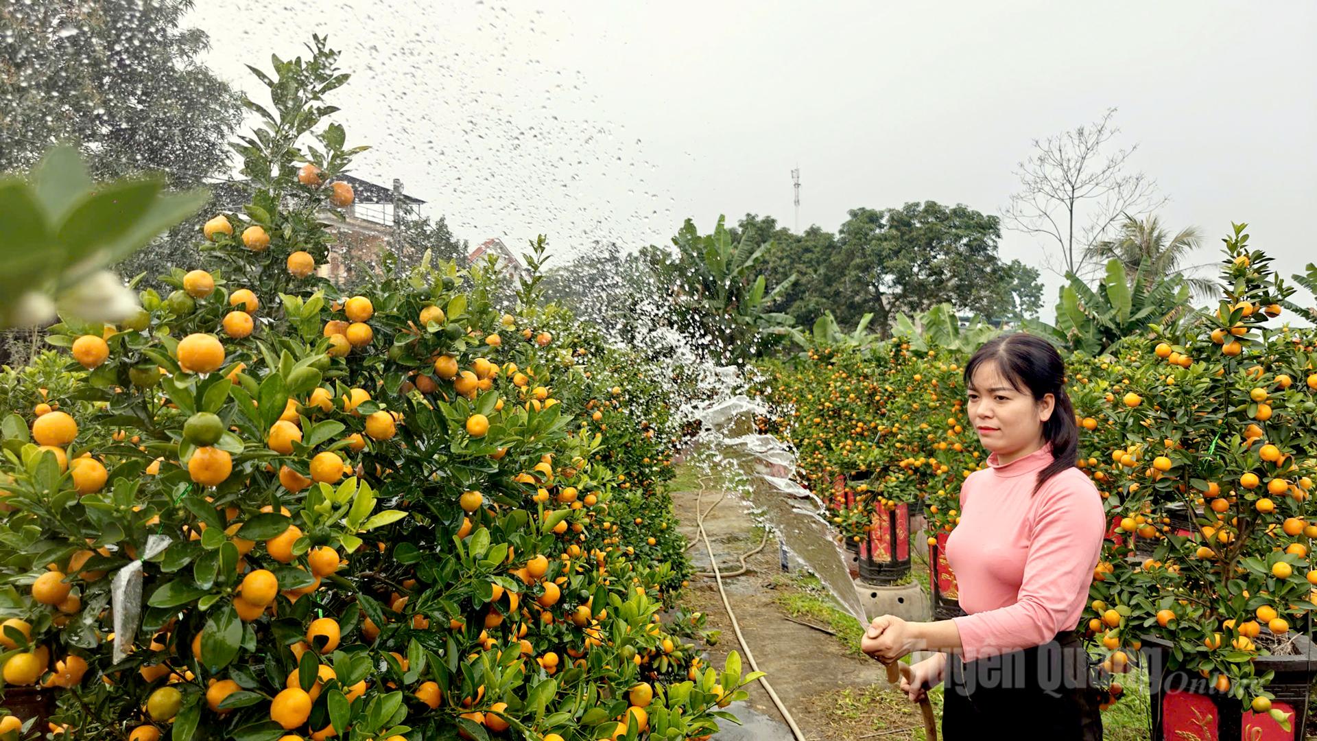 Kumquat trees are watered daily to ensure the quality of both leaves and fruit.