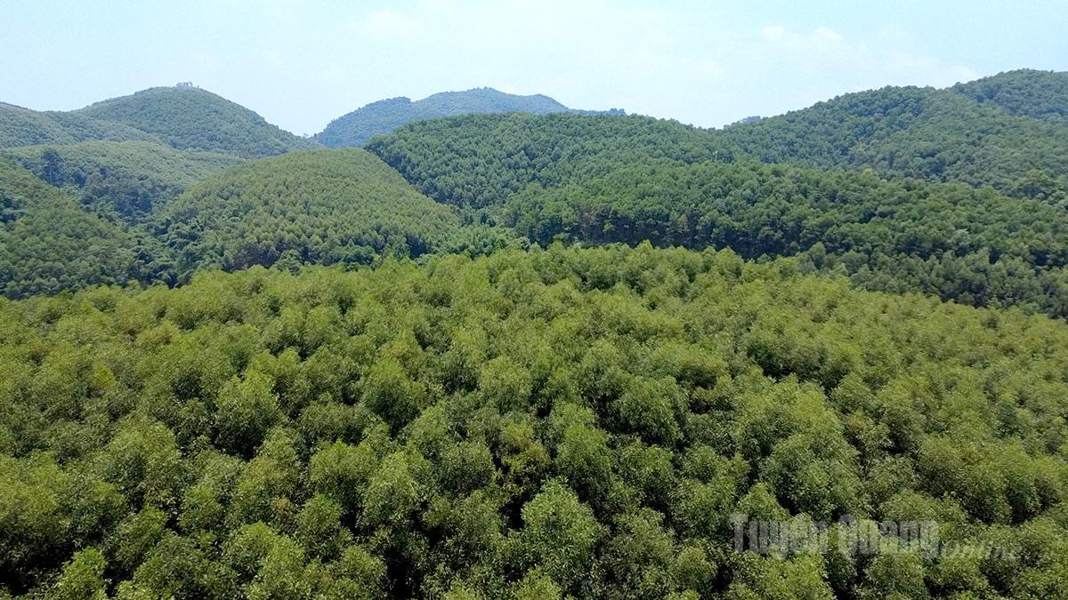 Những cánh rừng ở xã Hùng Đức.