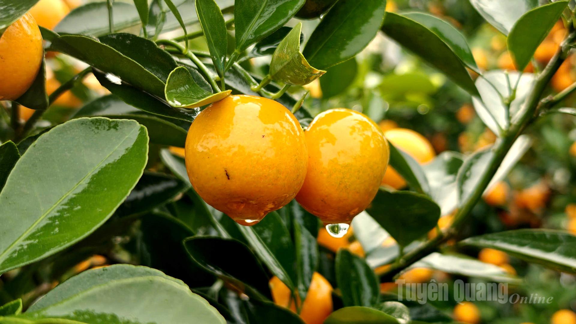 The bright yellow, succulent fruits reflect a year of diligent care by local growers.